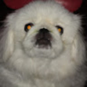 Meet your Posher, Leopard